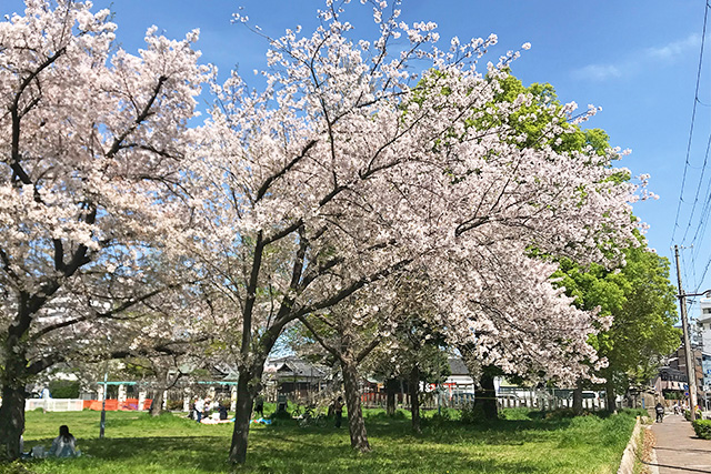 春らんまんの4月。咲き誇る桜に目を奪われながらも、足もとの小さな花の存在に気がつく